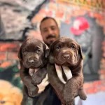 Cikolata Labrador Retriever Yavrularımız A Kalite Irk