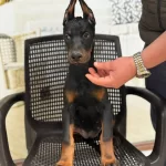 Doberman Yavrularımız Hazırdır