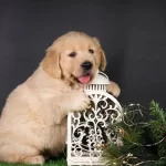 Irk Ve Sağlık Garantili Golden Retriever Yavrularımız