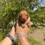 Tea Cup Toy Poodle Yavrularımiz