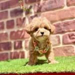 Cok Tatlı Cok Oyuncu Yavru Maltipoo