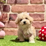 Asıları Tam Hazır Ve Mutlu Maltipoo Yavru