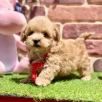Oyuncu Ve Uysal Maltipoo Yavrular