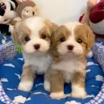 Maltipo Cinsi Egitimli