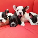 Fransiz Bulldog Yavrularımiz Hazirdir