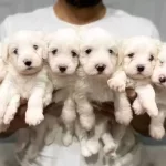 Numara Maltese Yavrular