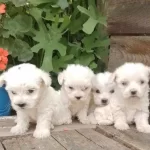 Uygun Maltese Yavrular