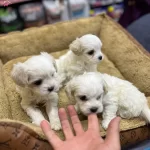 Mini Boy Maltese Yavrular