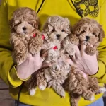 Oyuncu Uysal Ve Tuy Dokmeyen Maltipoo