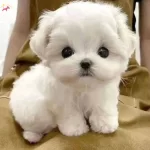 Uygun Maltese Terier Yavrular