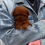 Bir Daha Boyle Bebek Gelmez