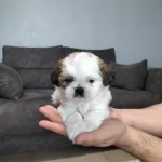 Sıfır Numara Shihtzu Yavrular