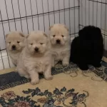 Safkan Irk Garangili Chow Chow Yavrular