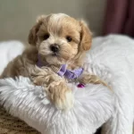 Aile Ortamına Uygun Maltipoo Yavrular