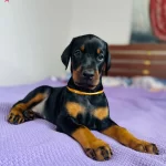 Ust Kalite Doberman Yavruları