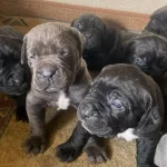 Mukemmel Kalite Cane Corso
