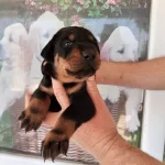 Harika Doberman Yavrularımız