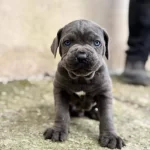 Koca Kafalı Cane Corso Yavruları