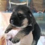 Alman Kurdu Yavrumuz