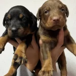 Kaliteli Doberman Yavrularımız