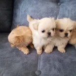 Pekinez Yavrularımız