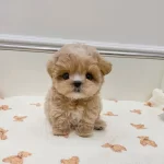 Safkan Fincan Boyut Maltipo Yavrularımız