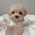 Irkının En Kucugu Teddy Yuz Maltipo Yavrular