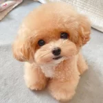 Kore Maltipo Yavrularımız Irkının En Üst Kalitesi