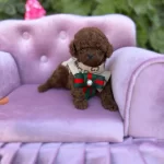Kore Toy Poodle Yavrularımız