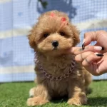 Kore Babadan Kore Kan Maltipoo Bebekler