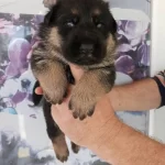 Alman Kurdu Bebegimiz