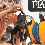 Irk Ve Saglik Garantili King Doberman Yabrularım