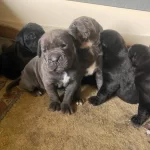 Harika Kondisyonlu Cane Corso
