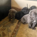 Muhtesem Cane Corso Yavruları