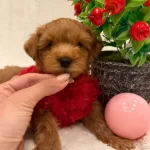 Alerji Dostu Sevimli Maltipoo Yavrusu