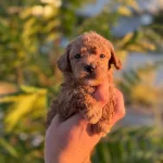 Oyuncak Sanılan Podel Bebeklerim