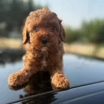 Show Kalite Essiz Kalite