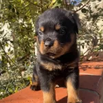 Anne Baba A Scrli Safkan Rotweiller Yavruları