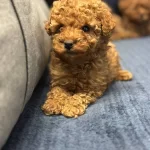 Toy Poodle Yavrularımiz Uygun