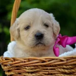 Dunyalar Tatlisi Golden Bebeklerim