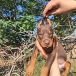 Siyah Kizil Mukemmel Doberman Bebeklerim
