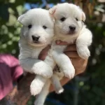 Mukemmel Bembeyaz Samoyed Yavrularımız