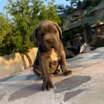 Cane Corsa Yavruları Hazir
