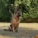 Irk Ve Saglik Garantili Alman Kurdu Yavruları