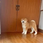 Resmi Ruhsatli Isletmeden Japon Akita Bebekler