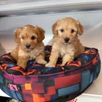 Bebek Yuzlu Maltipoo Yavrularımız