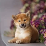 Shiba Inu Yavru Kopeklerimiz