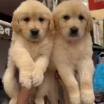 Orijinal Golden Retriever Yavruları