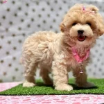 Mini Mini Maltipoo Bebekler