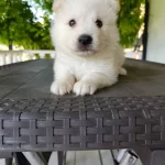 Samoyed Yavrularımız Sizleri Bekliyor